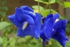 Hoa đậu biếc – Cách trồng và chăm sóc hoa đậu biếc