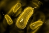 6 nguyên nhân tại sao H.p (Helicobacter pylori, H.pylori) nguy hiểm với sức khỏe con người và 3 giải pháp diệt H.p