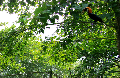 Phượng ho� ng đất l� lo� i chim nằm trong sách đỏ, hiện sống chủ yếu ở Tr� ng An, Ninh Bình.